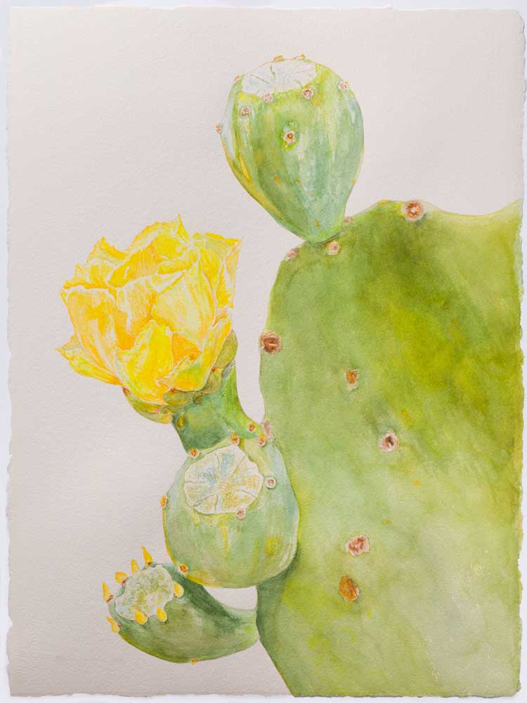 Spineless Prickly Pear